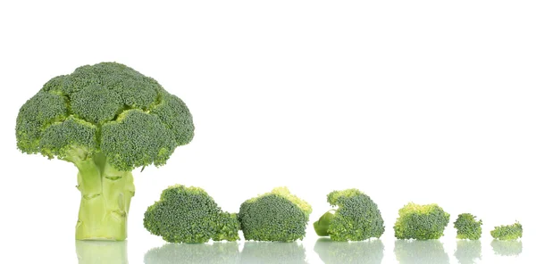 stock image Fresh broccoli in line isolated on white