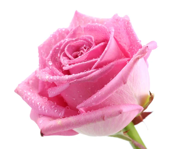 Bella rosa rosa con gocce da vicino, isolata su bianco — Foto Stock