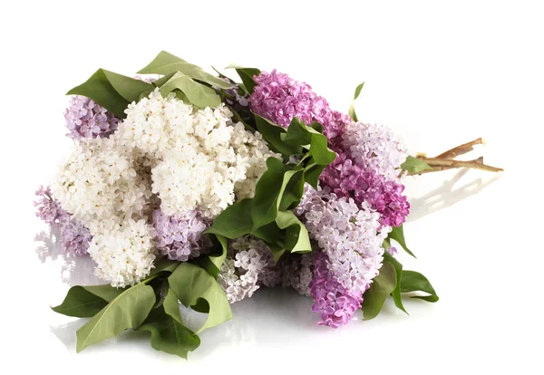 Bellissimi fiori lilla isolati su bianco — Foto Stock