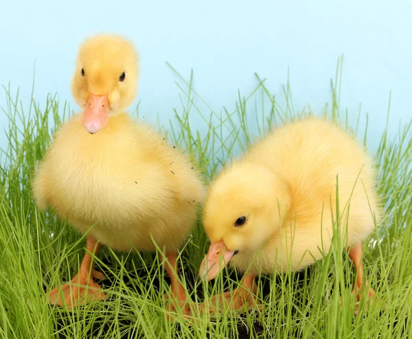 Duckling in green grass on blue background — Stock Photo, Image
