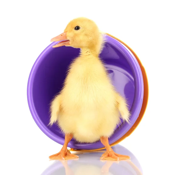 Duckling and bucket isolated on white — Stock Photo, Image