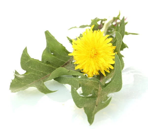 Dandelion flower and leaves isolated on white — Stock Photo, Image