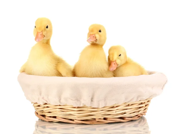 Three duckling in basket isolated on white — Stock Photo, Image