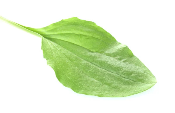 Плоский лист, изолированный на белом — стоковое фото