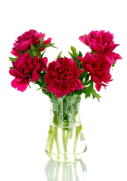白で隔離される弓とガラスの花瓶に美しいピンクと白牡丹 — ストック写真