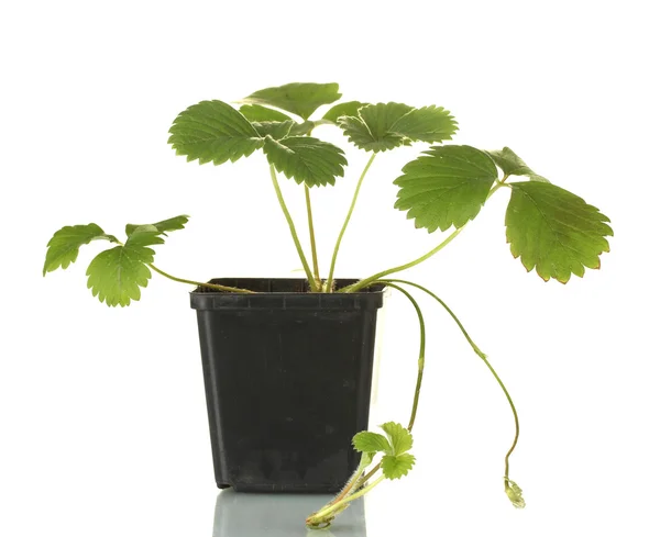 Arbusto de morango em vaso isolado em branco — Fotografia de Stock