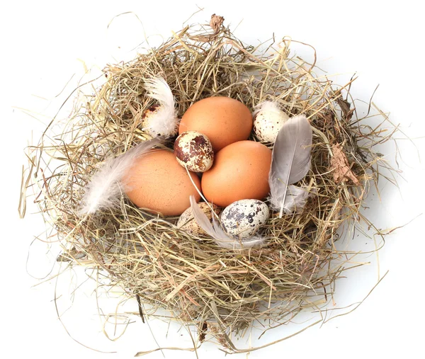 Kip en kwartel eieren in een nest geïsoleerd op wit — Stockfoto