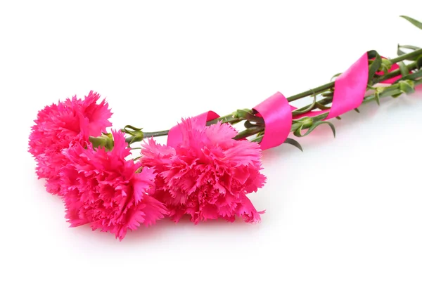 Hermosos claveles rosados aislados en blanco —  Fotos de Stock