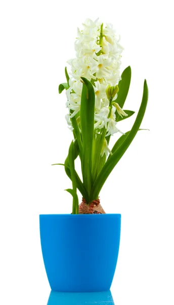白で隔離される青い植木鉢で美しい白いヒアシンス — ストック写真