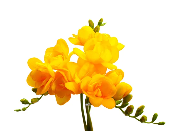Hermosas freesias amarillas aisladas en blanco — Foto de Stock