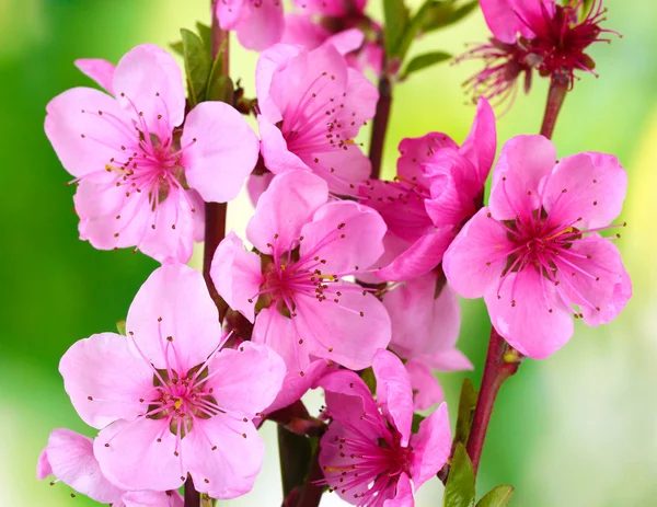 Bela flor de pêssego rosa no fundo verde — Fotografia de Stock