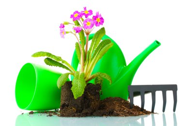 güzel mor çuha çiçeği, toprak, sulama olabilir ve üzerinde beyaz izole komisyon