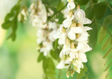 Branch of white acacia flowers on green background clipart