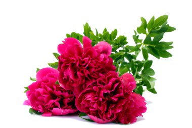 güzel pembe peonies üzerinde beyaz izole