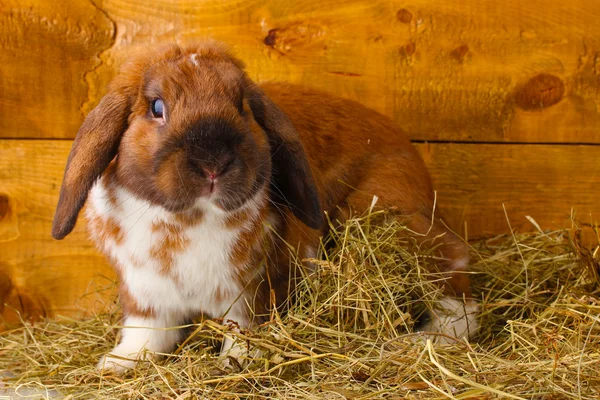 木製の背景に干し草の中のループ耳のウサギ — ストック写真