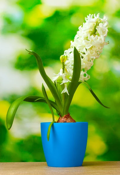 Beautiful white hyacinth in purple flowerpot on wooden table on green background — Stock Photo, Image