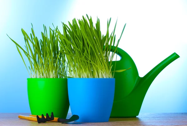 Beautiful grass in a flowerpots, watering can and garden tools on wooden table on blue background — Stock Photo, Image