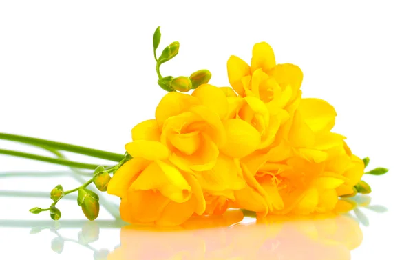아름 다운 노란색 freesias 흰색 절연 — 스톡 사진
