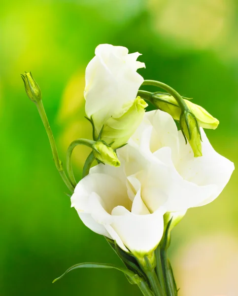 stock image Beautiful spring flowers on green background