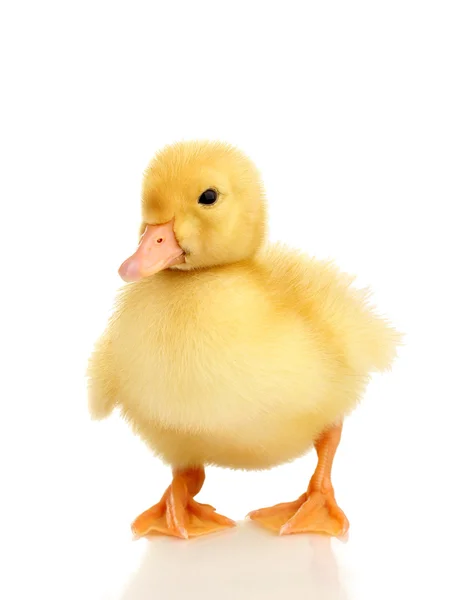 Duckling isolated on white — Stock Photo, Image