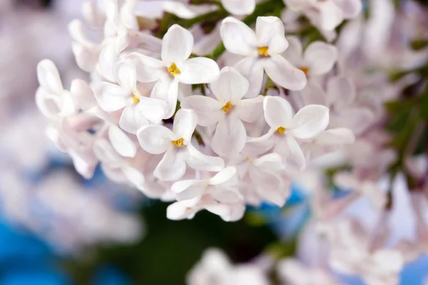Branch of pink lilac on sky background close-up — Stock Photo, Image