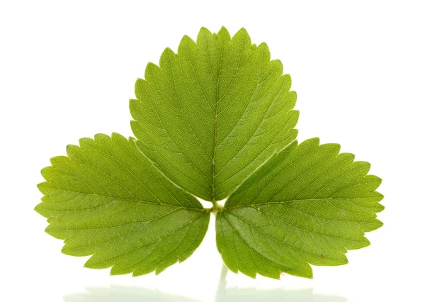 Zielona truskawka liść na białym tle — Zdjęcie stockowe