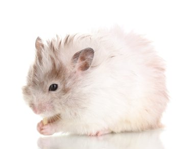beyaz peynir yeme şirin hamster izole