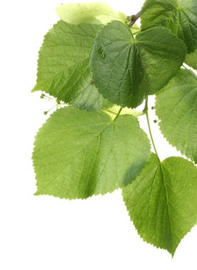 Linden green leaves isolated on white clipart