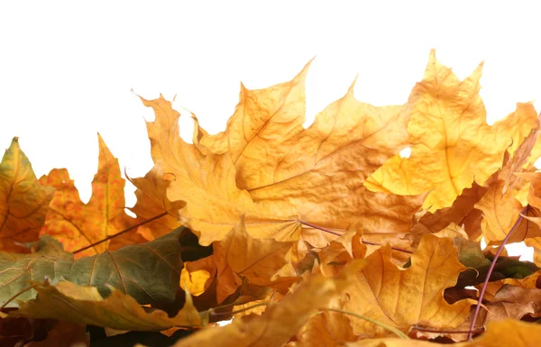 Hojas secas de arce de otoño aisladas en blanco — Foto de Stock