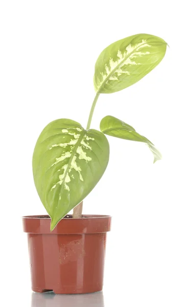 Bella Dieffenbachia in vaso isolato su bianco — Foto Stock