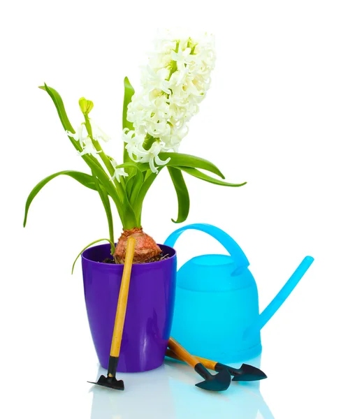 Beautiful white hyacinth in purple flowerpot, watering can and garden tools isolated on white — Stock Photo, Image