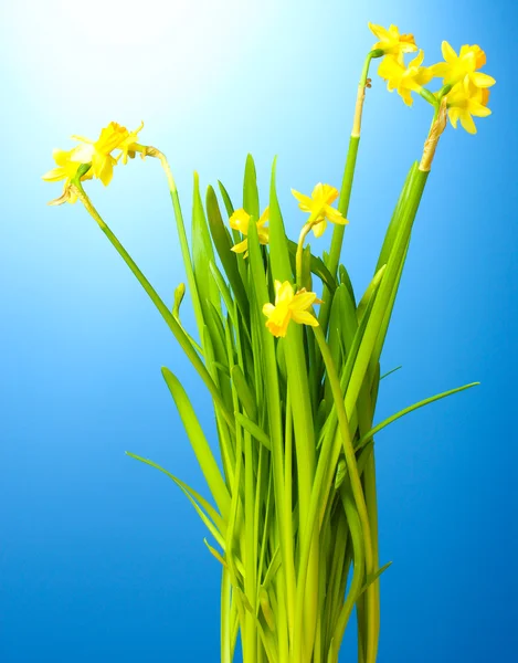 Vakre gule påskeliljer på blå bakgrunn – stockfoto