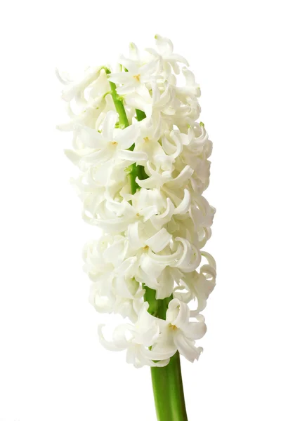 Όμορφο λευκό υάκινθος απομονωθεί σε λευκό — Φωτογραφία Αρχείου