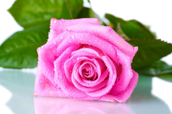 Krásná růžová růže izolovaná na bílém — Stock fotografie