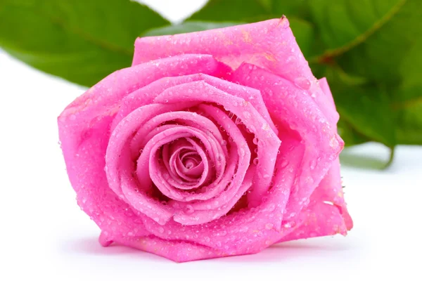 ピンク色の美しいバラは — ストック写真