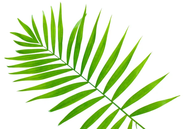 Красивый зеленый лист пальмы, изолированный на белом — стоковое фото