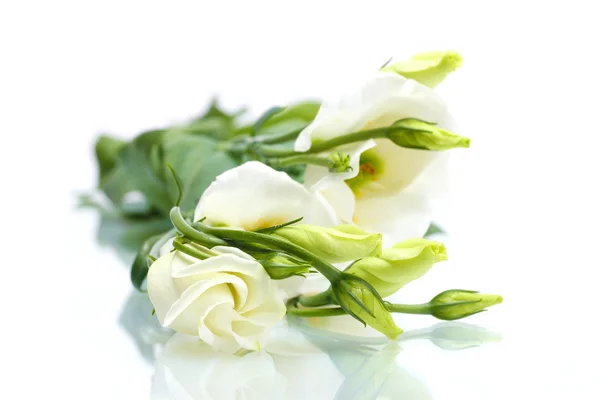 Beautiful spring flowers isolated on white — Stock Photo, Image