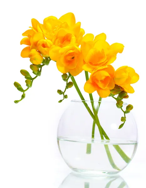 孤立在白色的花瓶里的美丽黄色 freesias — 图库照片