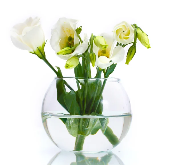 Beautiful spring flowers in vase isolated on white — Stock Photo, Image
