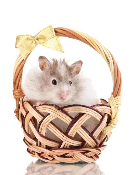 Söt hamster i korg isolerade vit — Stockfoto