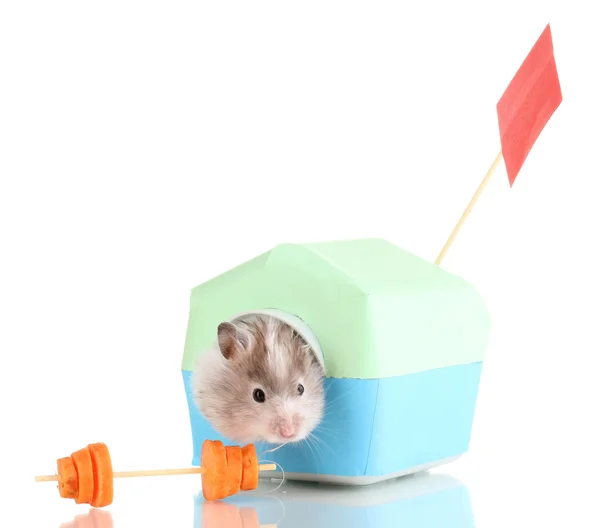 Söt hamster i huset isolerat vit — Stockfoto