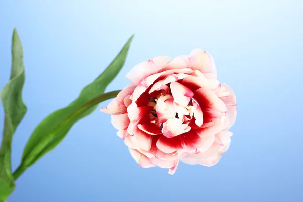 Schöne Tulpe auf blauem Hintergrund — Stockfoto