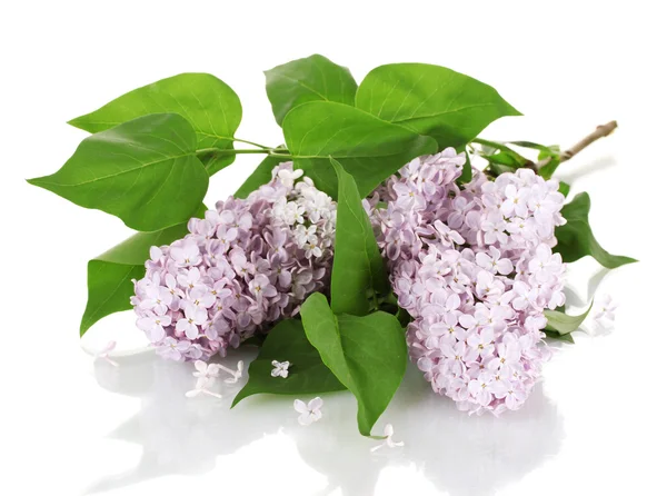 Hermosas flores de color lila aisladas en blanco — Foto de Stock