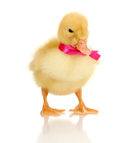 Duckling with ribbon isolated on white — Stock Photo, Image