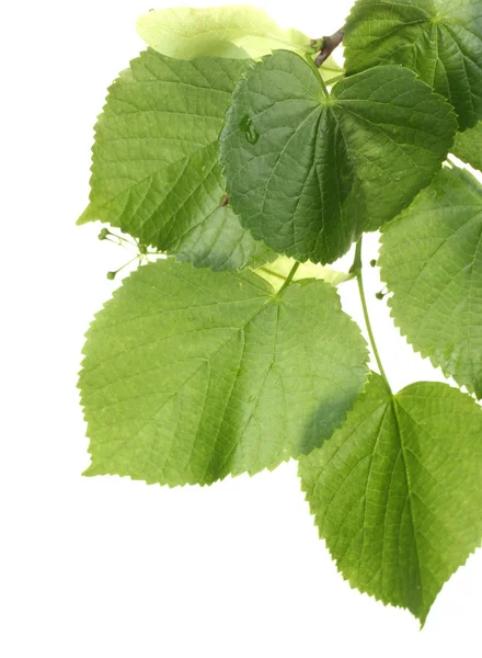 Linden groene bladeren geïsoleerd op wit — Stockfoto