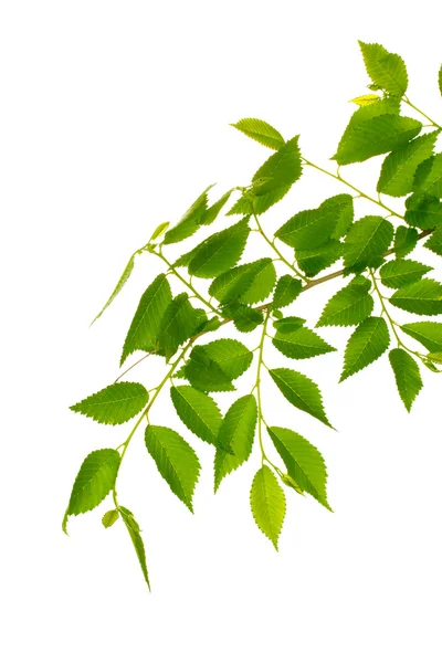 Piękna Zielona gałązka na białym tle — Zdjęcie stockowe