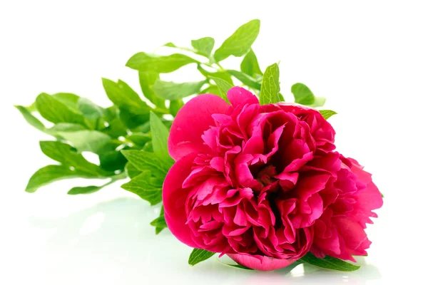 Piękny różowy piwonia odizolowany na biały — Zdjęcie stockowe