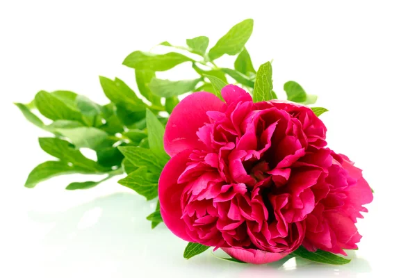 stock image Beautiful pink peony isolated on white