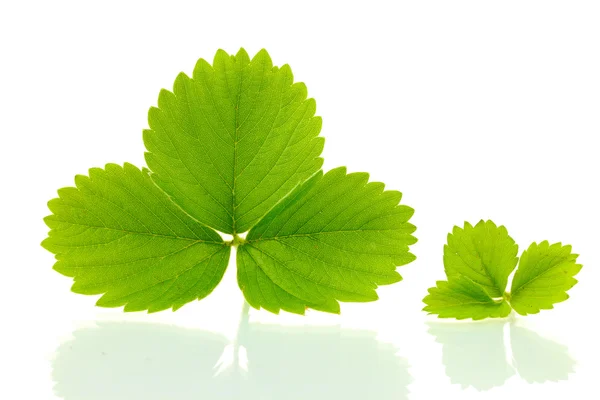 Зеленые листья клубники изолированы на белом — стоковое фото