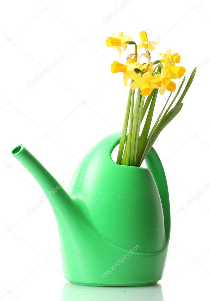 Beautiful yellow daffodils in watering canisolated on white